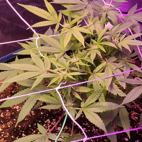 Zoey growlog timeline photo