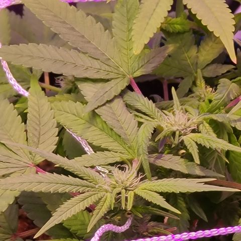 Zoey growlog timeline photo