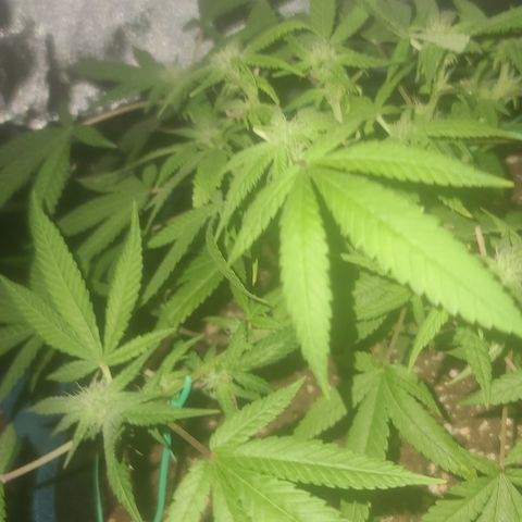 Zoey growlog timeline photo