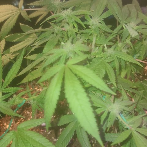 Zoey growlog timeline photo
