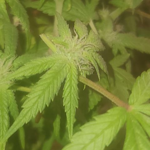 Zoey growlog timeline photo