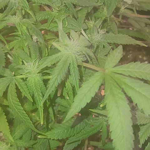 Zoey growlog timeline photo