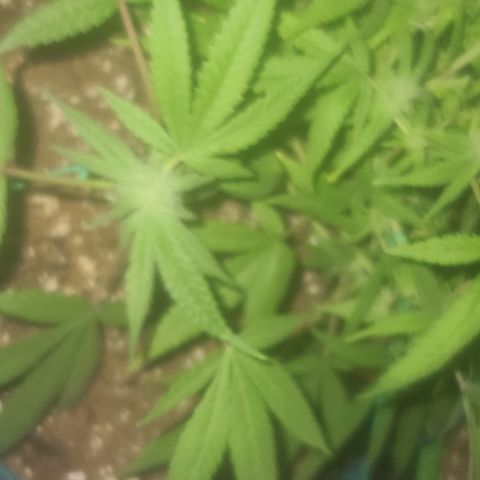 Zoey growlog timeline photo