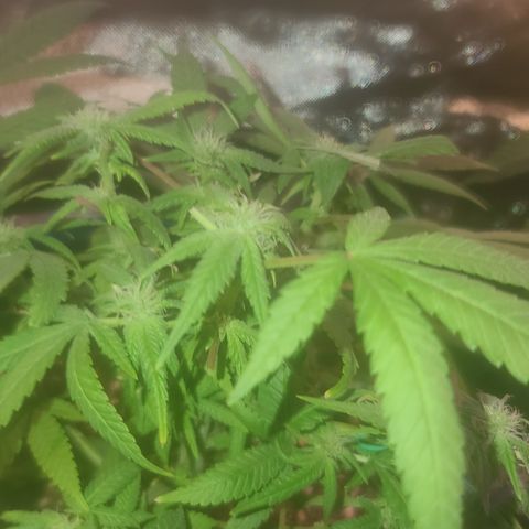 Zoey growlog timeline photo