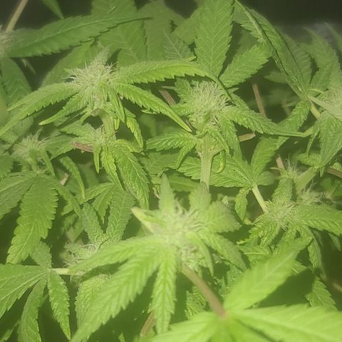 Zoey growlog timeline photo