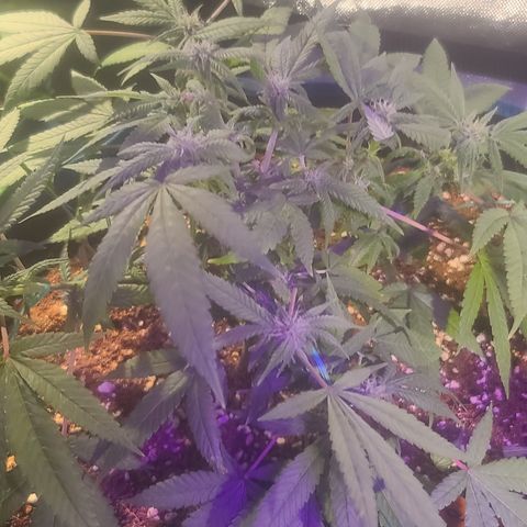 Zoey growlog timeline photo