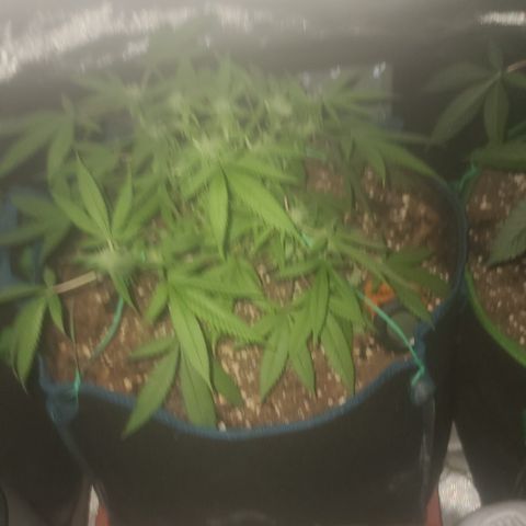 Zoey growlog timeline photo