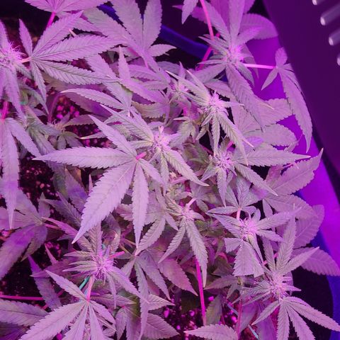Zoey growlog timeline photo