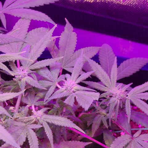 Zoey growlog timeline photo