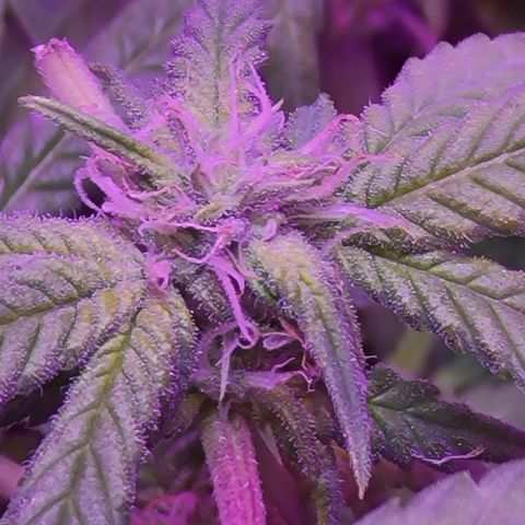 Zoey growlog timeline photo