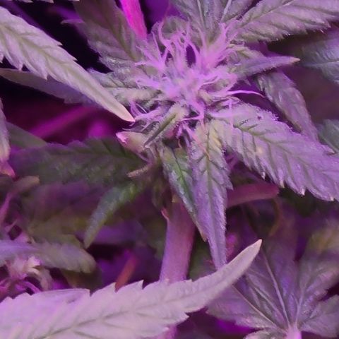 Zoey growlog timeline photo