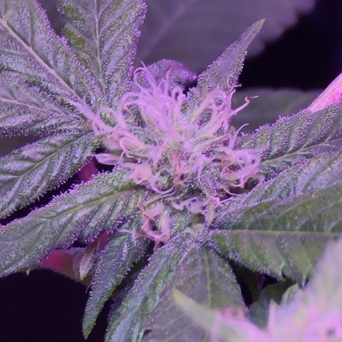 Zoey growlog timeline photo