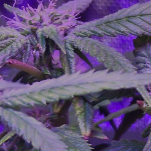 Zoey growlog timeline photo