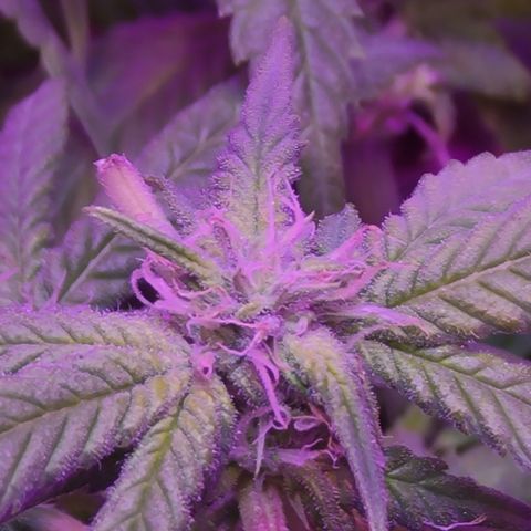 Zoey growlog timeline photo