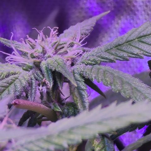 Zoey growlog timeline photo