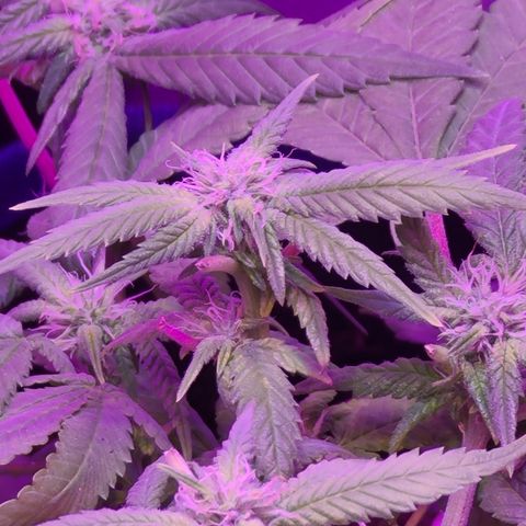 Zoey growlog timeline photo