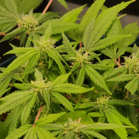 Zoey growlog timeline photo
