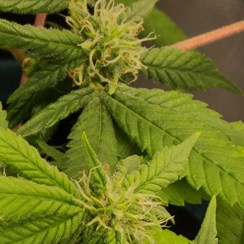 Zoey growlog timeline photo