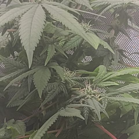 Zoey growlog timeline photo