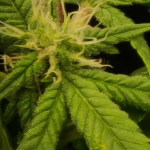 Zoey growlog timeline photo