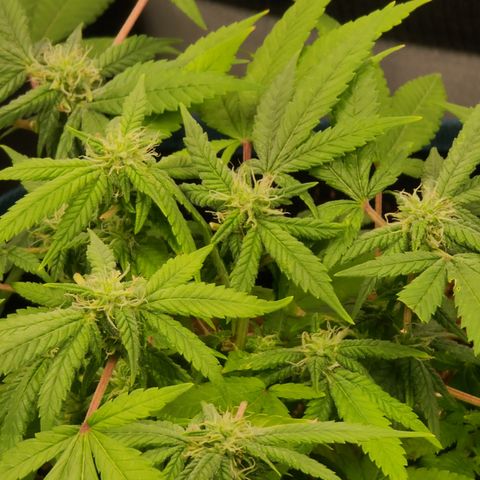 Zoey growlog timeline photo
