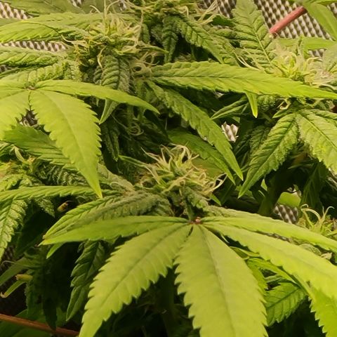 Zoey growlog timeline photo
