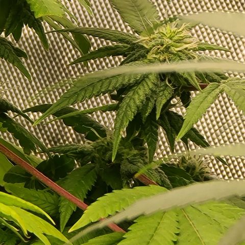 Zoey growlog timeline photo