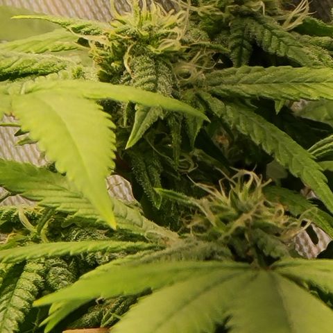 Zoey growlog timeline photo