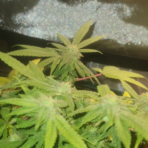 Zoey growlog timeline photo