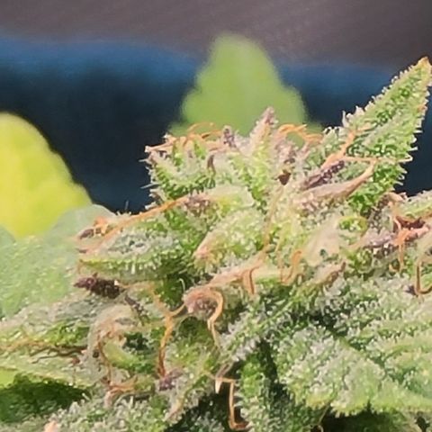 Zoey growlog timeline photo