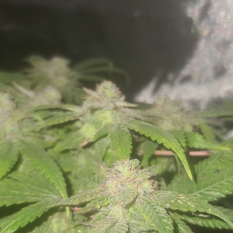 Zoey growlog timeline photo