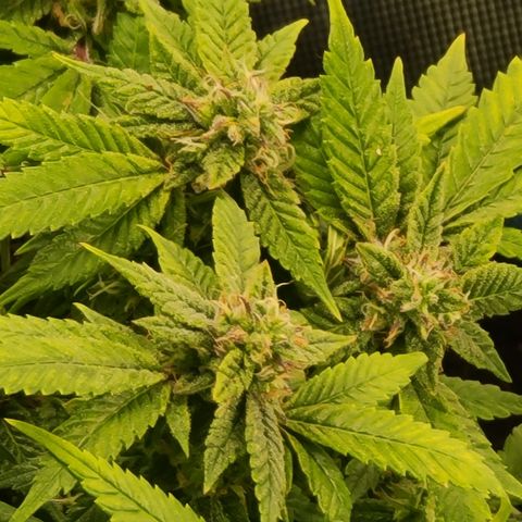 Zoey growlog timeline photo