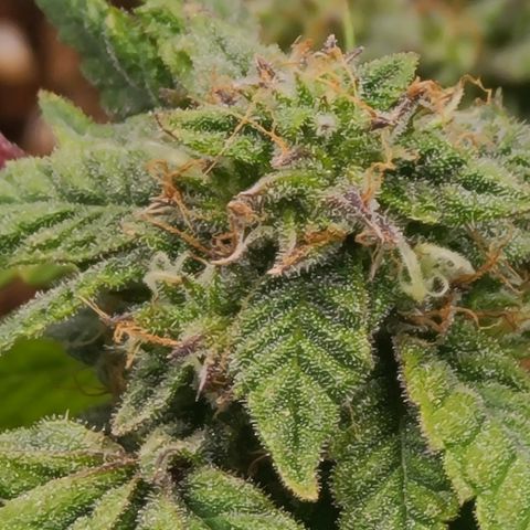 Zoey growlog timeline photo