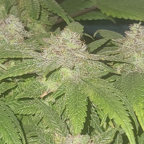 Zoey growlog timeline photo