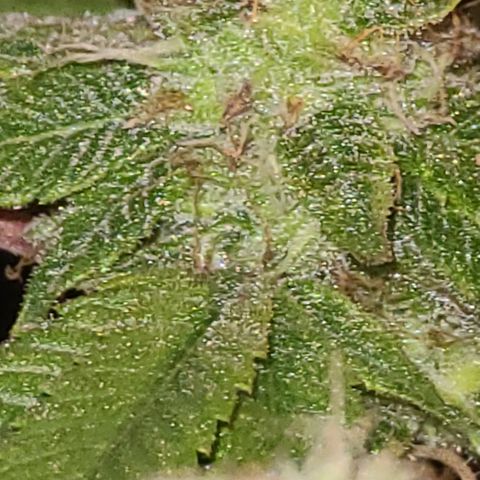 Zoey growlog timeline photo