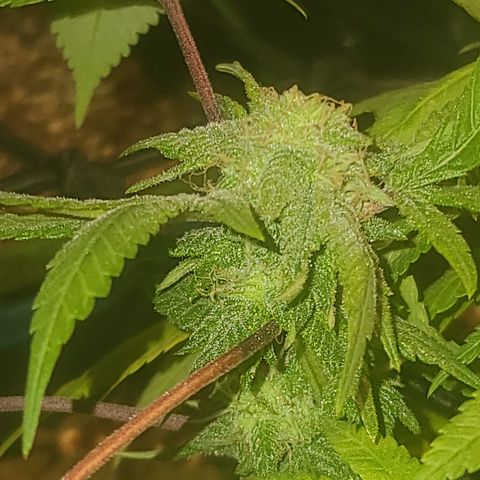 Zoey growlog timeline photo
