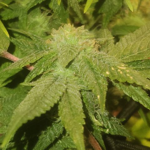 Zoey growlog timeline photo