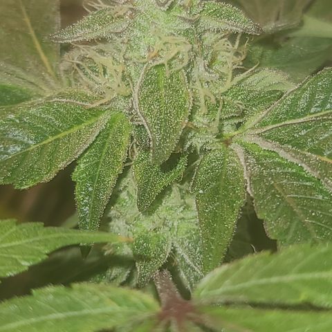Zoey growlog timeline photo