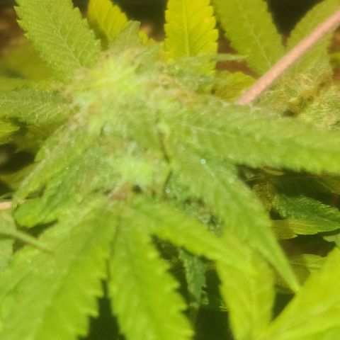 Zoey growlog timeline photo