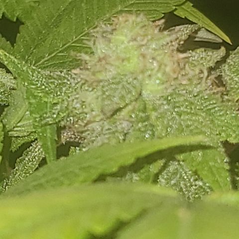 Zoey growlog timeline photo
