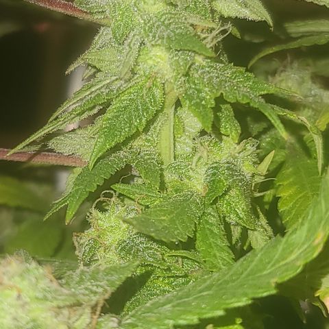 Zoey growlog timeline photo