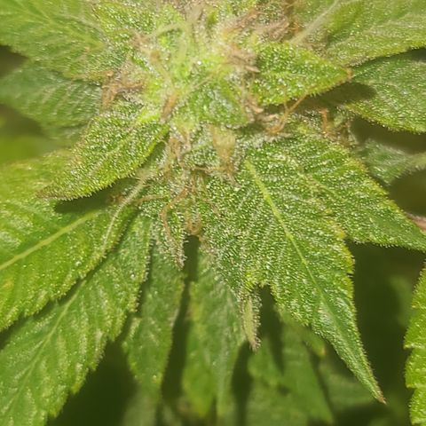 Zoey growlog timeline photo