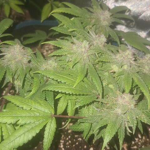 Zoey growlog timeline photo