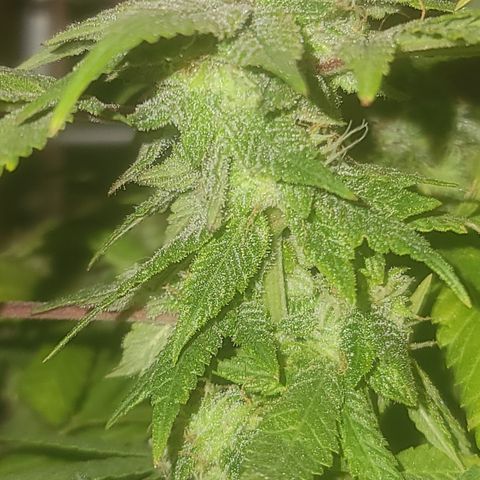 Zoey growlog timeline photo