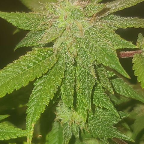 Zoey growlog timeline photo