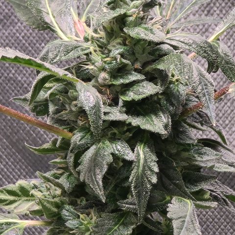 Ashoka Tano ( Snips) growlog timeline photo