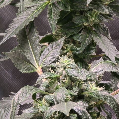 Ashoka Tano ( Snips) growlog timeline photo