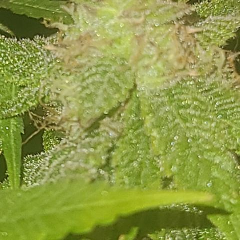 Zoey growlog timeline photo