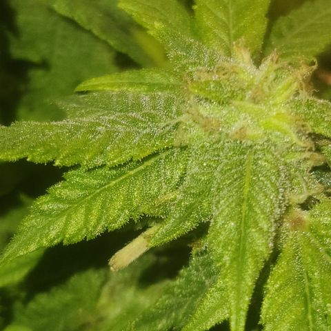 Zoey growlog timeline photo