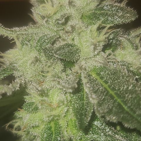 Ashoka Tano ( Snips) growlog timeline photo